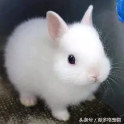 宠物界的网红,各个都是最洋气的存在