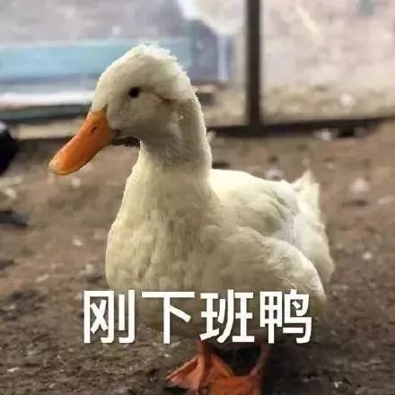 下班表情包搞笑鸭鸭