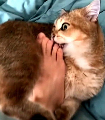猫咪在沙发上睡觉,主人犯贱伸脚去挑逗,结果被它的表情吓住了