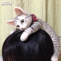 猫奴想要请自己动手超萌猫咪毛毡头饰实为非卖品