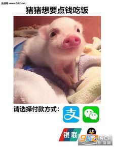 猪猪想要点钱吃饭表情包请选择扶贫方式搞笑表情包下载乐游网游戏下载