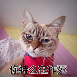 猫咪气到昏古七表情包大全
