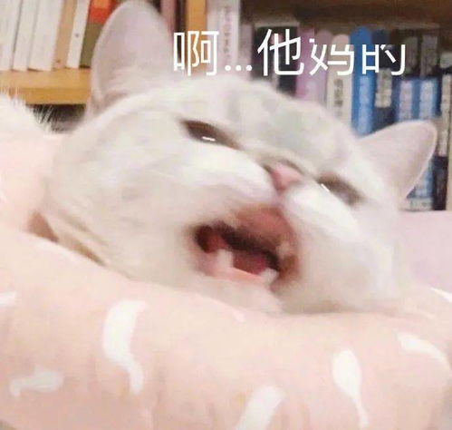 可爱动物表情包