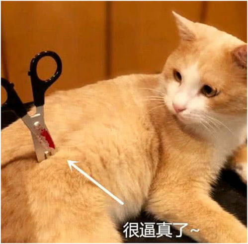 主人下班回家,发现猫咪身上插着一把剪刀,走近一看哭笑不得