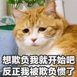 宠物博主背后生意经