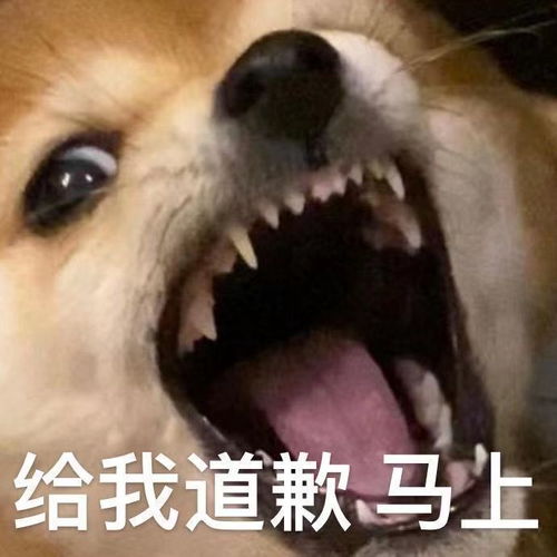 靓女聊天必备表情包我看你最近是欠打呀