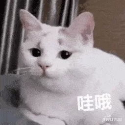 许昌双十一特价房限量秒杀,这才是buy家动态吉屋网