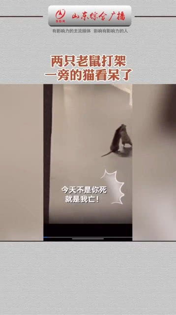 猫和老鼠猫和老鼠搞笑沙雕