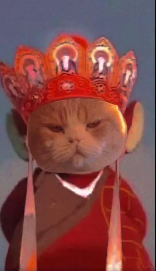 唐僧猫咪表情包
