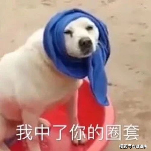 最新热门表情包图片羞羞脸,我可以撩你吗