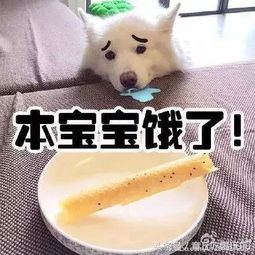 用了那么多年宠物表情包,你知道它们本尊都是谁吗,哈哈笑死个人