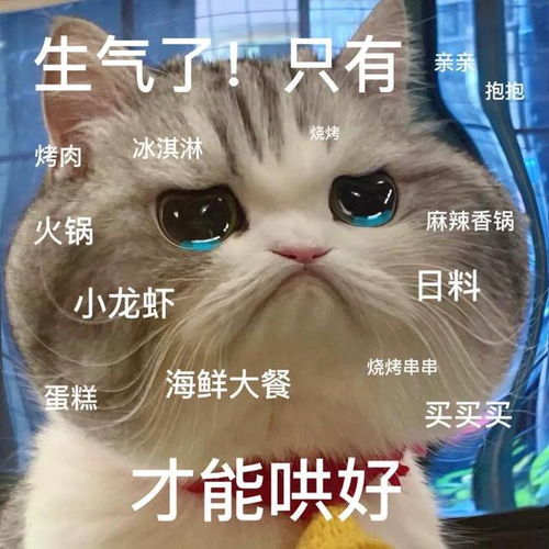 喵星人可爱搞怪表情包系列