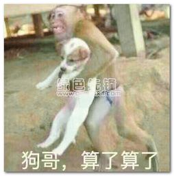 大哥二狗鸡哥算了算了表情包大哥二狗鸡哥算了算了搞笑图片最新版软件下载