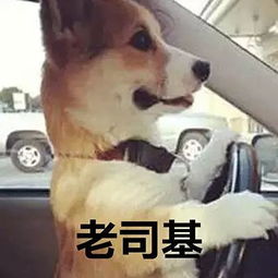 萌宠头像丨有的人表面光鲜亮丽,其实背地里连只猫和狗都没有