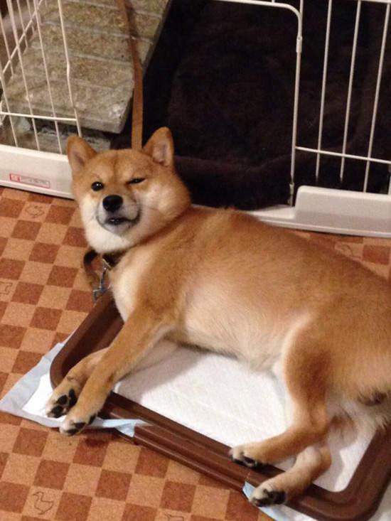 戏精柴犬的戏精人生,每个表情都是要搞事情
