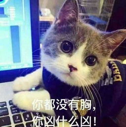 可爱萌猫说了这些搞笑的话
