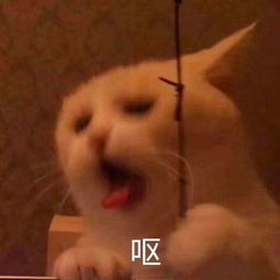 答应我,别再看动物表演了