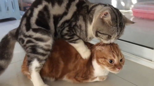 猫笑猫咪在橘猫身上做运动时,橘猫的表情笑屎了...byfbhussan