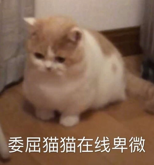 搞笑gif老婆把我俩赶出去,我和小姨子只能去宾馆睡了