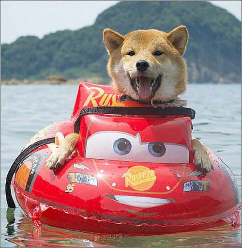 男子带柴犬漂流,本以为它会害怕,结果狗子的表情太搞笑了