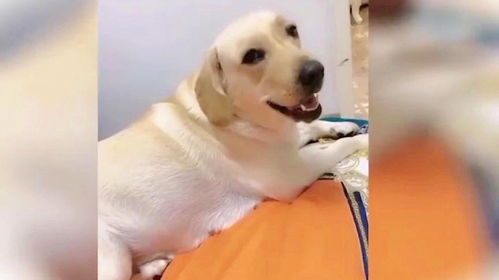盘点狗子搞笑视频合集,简直太搞笑了,全是沙雕狗子