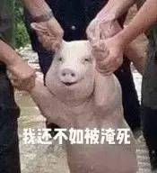 猪的搞笑图片表情表情包