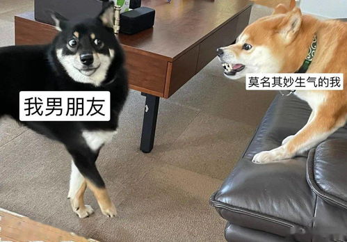 你头像太不正经了,赶紧给我换了妈妈又逼着我换头像