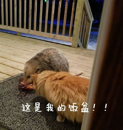 你有哪些让人笑到肚子疼的搞笑图片77