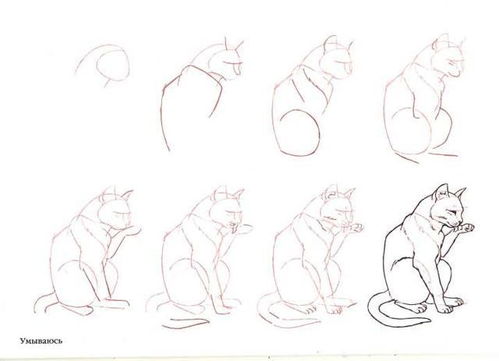 50个猫的画法,四步画出猫咪老师