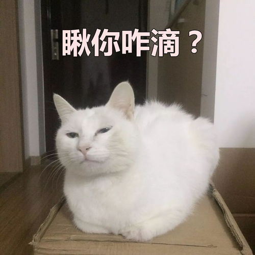 这是两张百搭的猫咪表情包,你能想到什么好玩的话来配