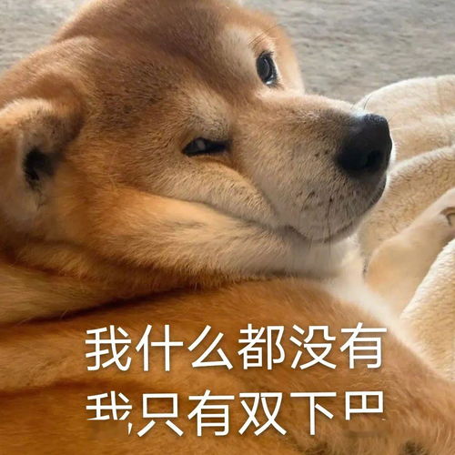 喵星汪星人表情包
