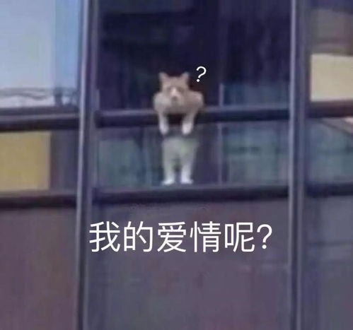 贾静雯大婚,宠妻文案火了