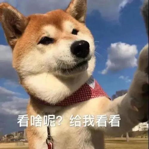 小动物表情包出炉