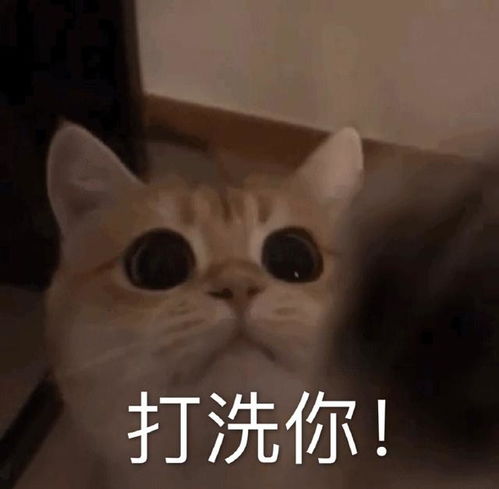 搞笑的猫咪表情包31张,拿去折腾男朋友吧