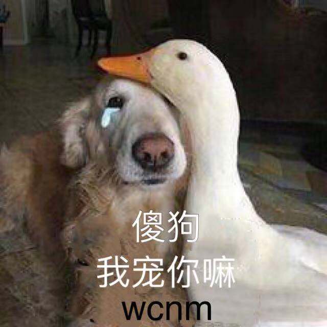 哈哈搞笑表情包