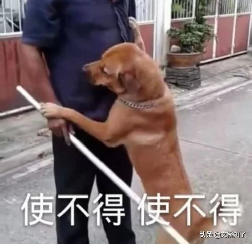 文案分享能把人肚子笑疼的幽默文案