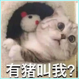 搞笑熊猫表情包洁癖