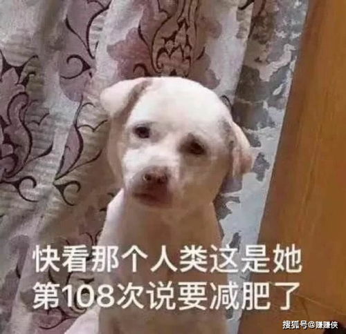 搞笑表情包图片快看那个人,这是他第100次说要减肥了