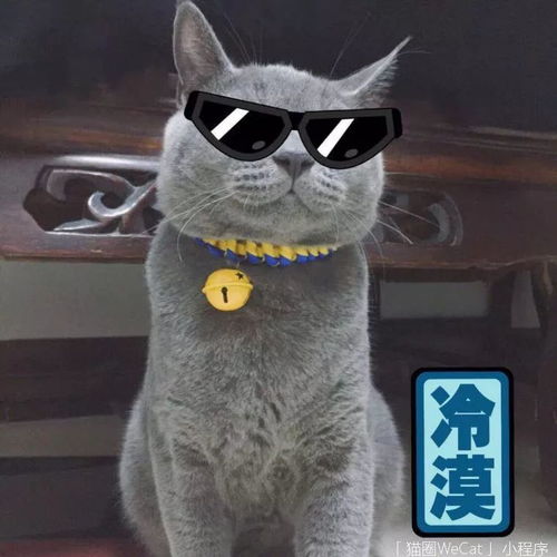 你用你家猫做过什么沙雕表情包猫圈话题