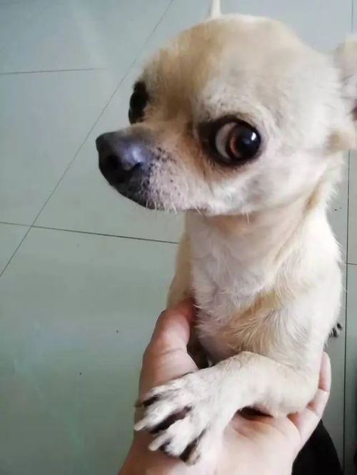 为什么要警惕动画片暴力,却不必担心西游记