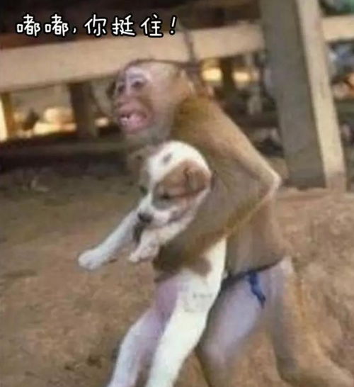 养宠物前vs养宠物后,看哭一大片铲屎官哈哈哈哈