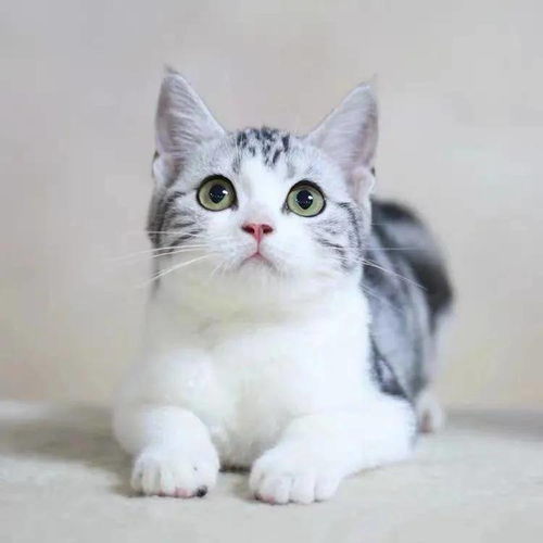 100多只猫图欣赏
