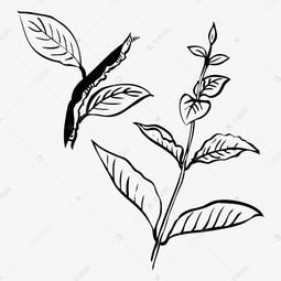 手绘简约黑色线条叶子素材图片免费下载高清png千库网图片编号9436132