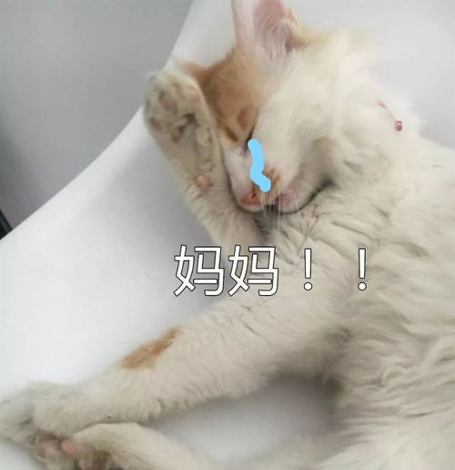 用这些猫咪表情包问爸妈要零花钱,发一张就能要来100块