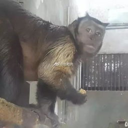 动物园这只人脸猴自带表情包