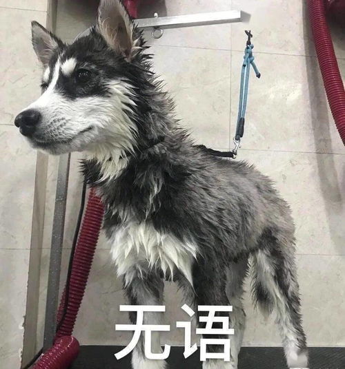 哈士奇最新二哈头像表情包六月,请对我好一点