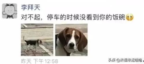 饭碗被压扁后,狗狗瞬间跌坐地上,被气哭还引来了警察叔叔