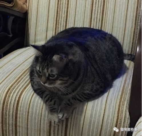 居然被我发现了一只比橘猫还胖的狸花猫