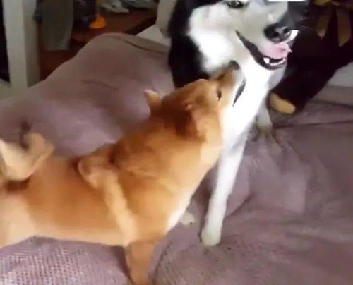 柴犬和二哈打架,二哈一出手整个打架过程就完了,主人愣了几秒