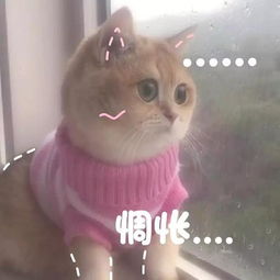 搞笑的猫咪表情包31张,拿去折腾男朋友吧